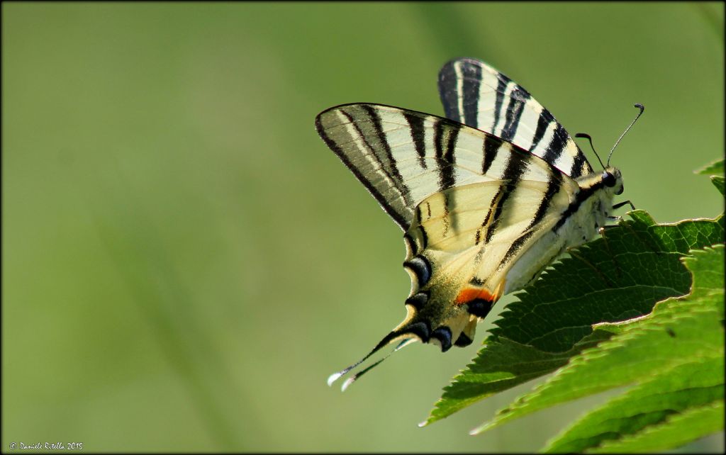 Iphiclides podalirius? Sesso? Forse  un maschio?